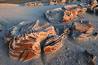 Bisti Badlands