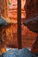 Bryce Canyon