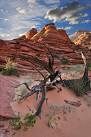 Coyote Buttes North, the Wave