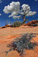 Coyote Buttes, South