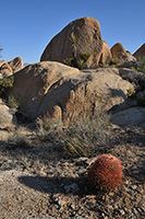 Joshua Tree