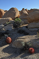 Joshua Tree