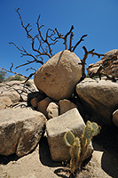 Joshua Tree