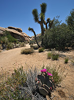 Joshua Tree