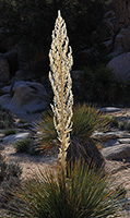 Joshua Tree