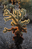 Joshua Tree